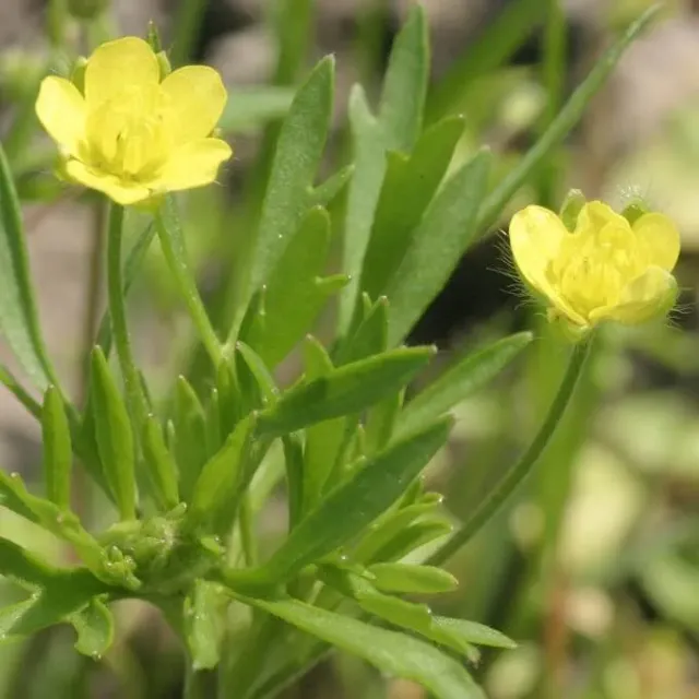MediGran Ranunculus arvensis akkerboterbloem zaden onbespoten