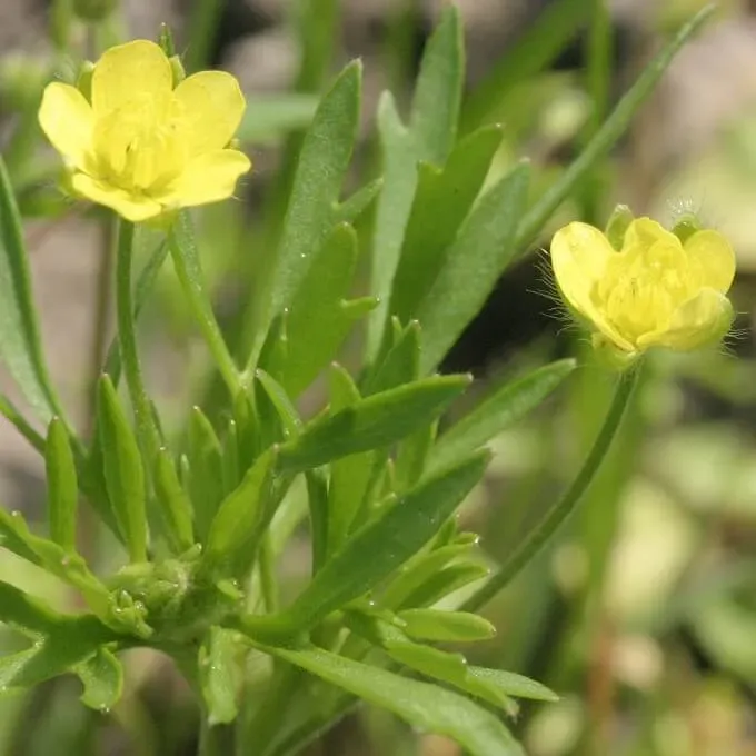 MediGran Ranunculus arvensis akkerboterbloem zaden onbespoten
