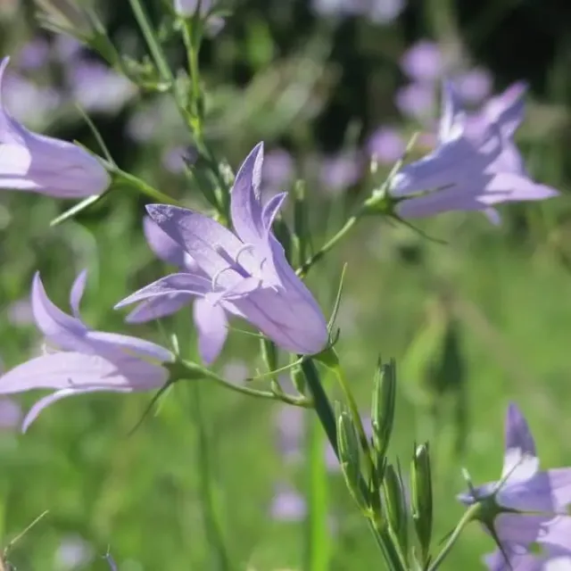 MediGran Campanula rapunculus zaden rapunzelklokje