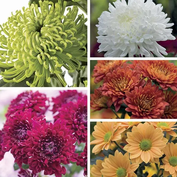 Woolmans Chrysanthemum plukmix jonge planten 10 stuks