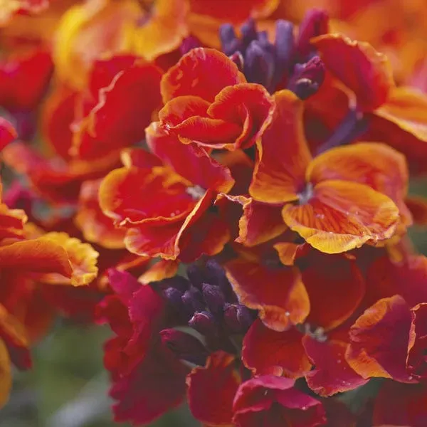 World Botanics Wallflower Fire King planten 10 stuks oranje