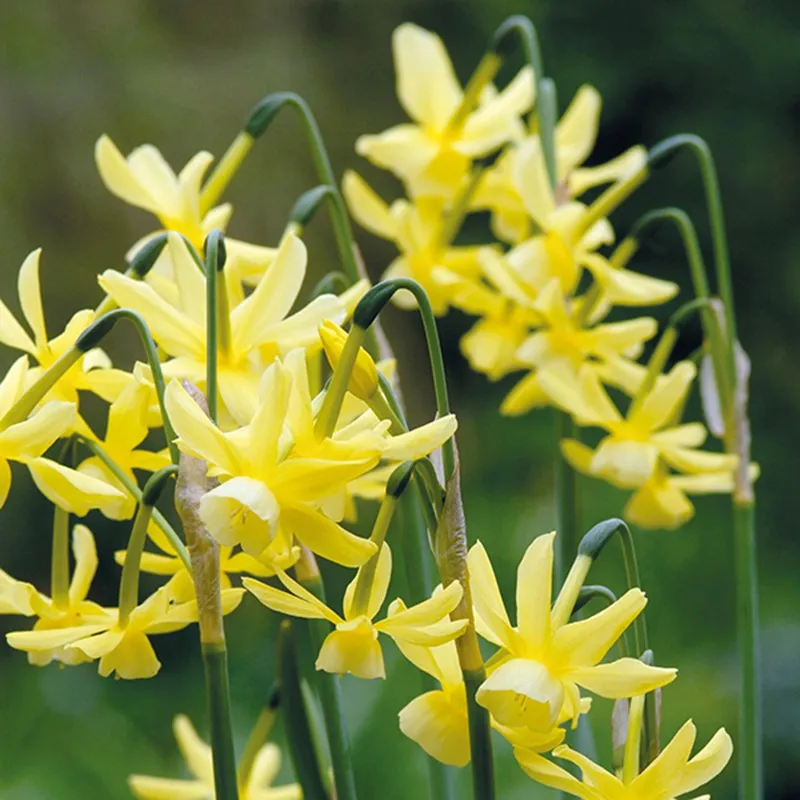 World Botanics Narcissus Hawera bloembollen 15 stuks geel