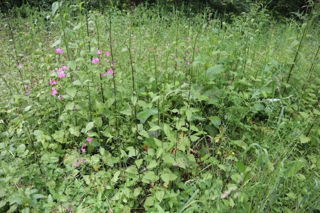 MediGran Schaduwflora HD-69 bloemenmengsel droge schaduw
