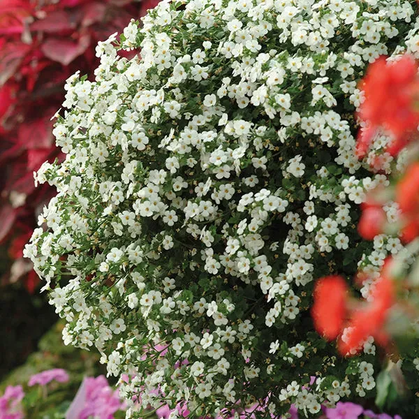 World Botanics MegaCopa White bacopa 5 jonge planten hang