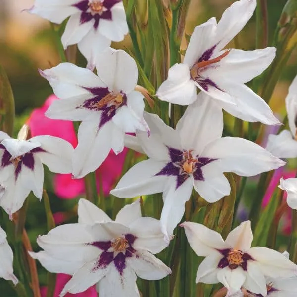World Botanics Murielae gladiolus bollen wit geurend zomer
