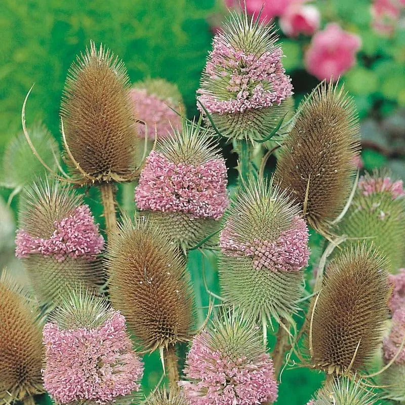 World Botanics Teasel kaardebol bloemzaden onbespoten tweejarig