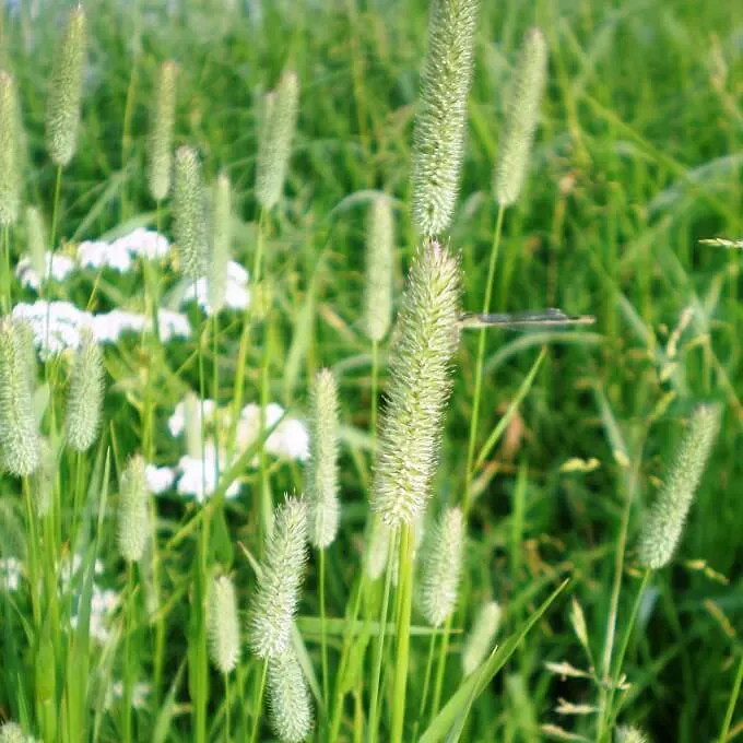 MediGran Phleum pratense timoteegras zaad onbespoten