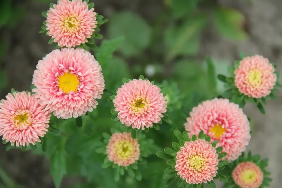 Vitale Rassen Matsumoto Apricot zomeraster zaden onbespoten