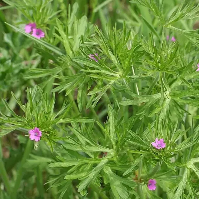 MediGran Geranium dissectum ooievaarsbek zaden inheems