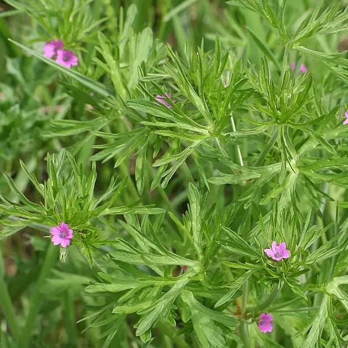 MediGran Geranium dissectum ooievaarsbek zaden inheems