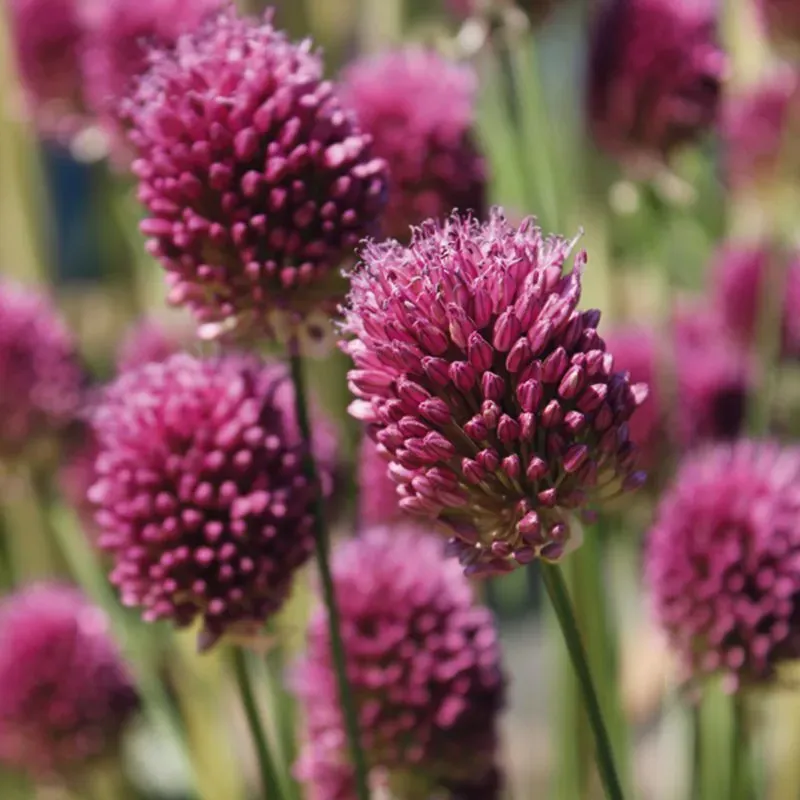 World Botanics Allium sphaerocephalon bloembollen 50 stuks roze