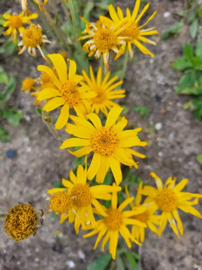 MediGran Valkruid Arnica montana zaden onbespoten