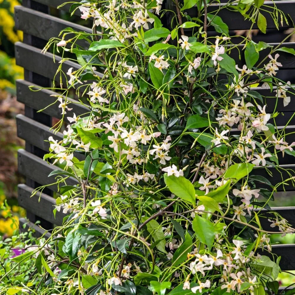 World Botanics Asiaticum Pink Showers sterjasmijn 9cm potplant