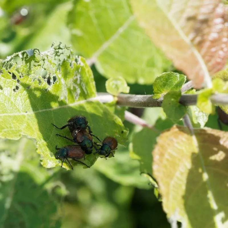 NemaKnights Nematodes aaltjes tegen engerlingen 100 sq ft