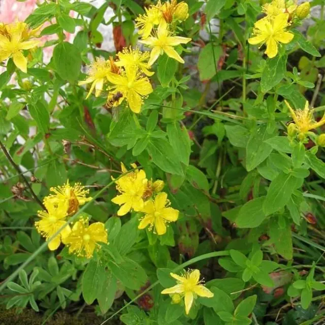 MediGran Hypericum maculatum zaden gevlekt hertshooi