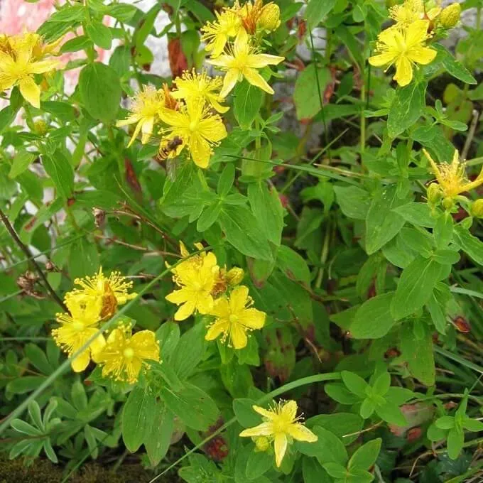 MediGran Hypericum maculatum zaden gevlekt hertshooi