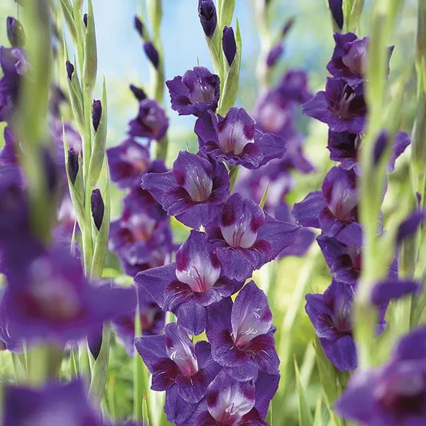 World Botanics Gladioli Border Collection bloembollen 90 stuks mix