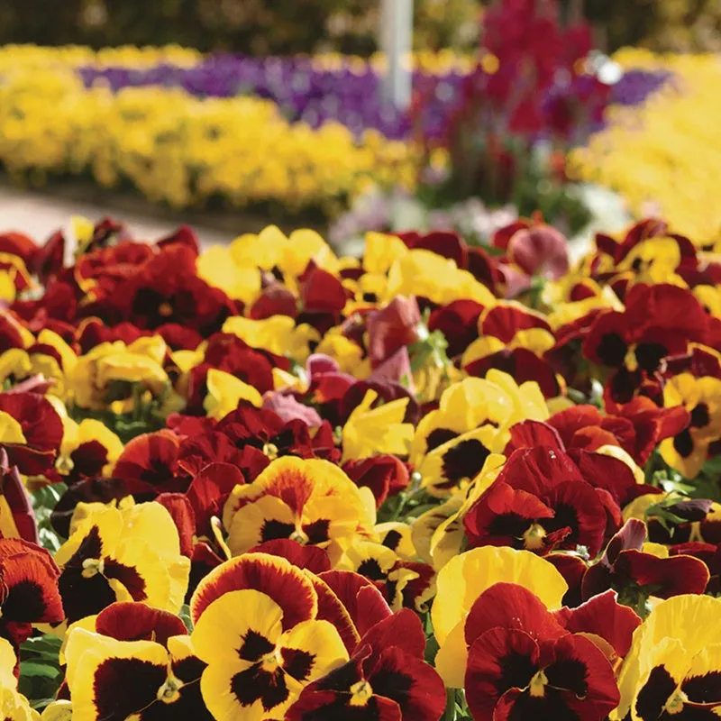 World Botanics Matrix Autumn Blaze viool planten 15 stuks herfstbloei