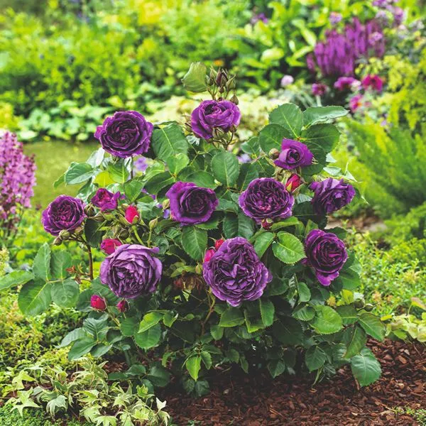 World Botanics Rose Trio floribunda rozenplanten 3 stuks
