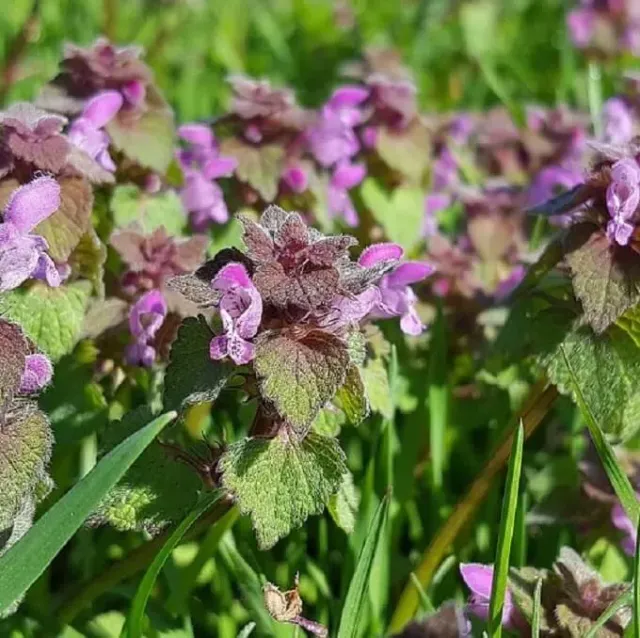 MediGran Lamium purpureum paarse dovenetel zaden onbespoten