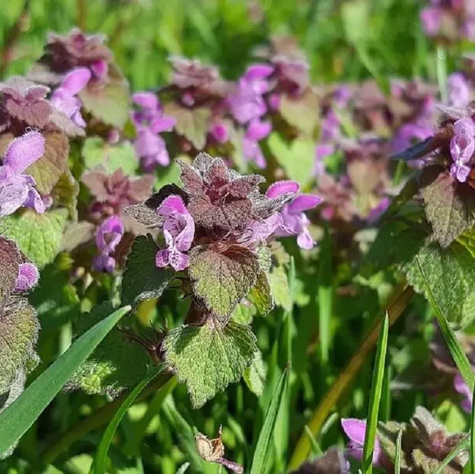 MediGran Lamium purpureum paarse dovenetel zaden onbespoten