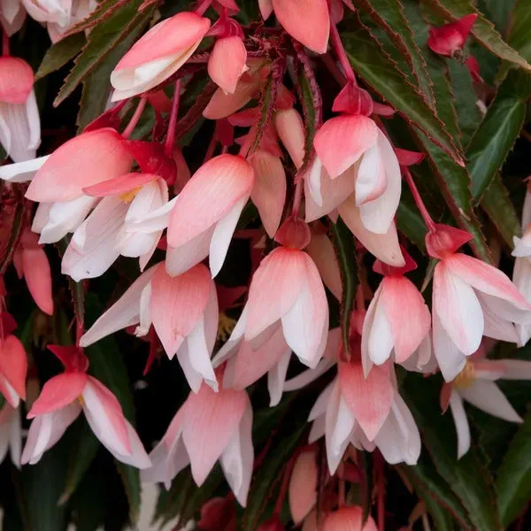World Botanics Starshine begonia jonge planten 5 stuks hangmix