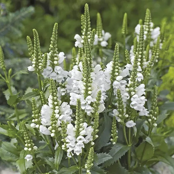 World Botanics Physostegia Crystal Peak White bloemplanten 5 stuks wit