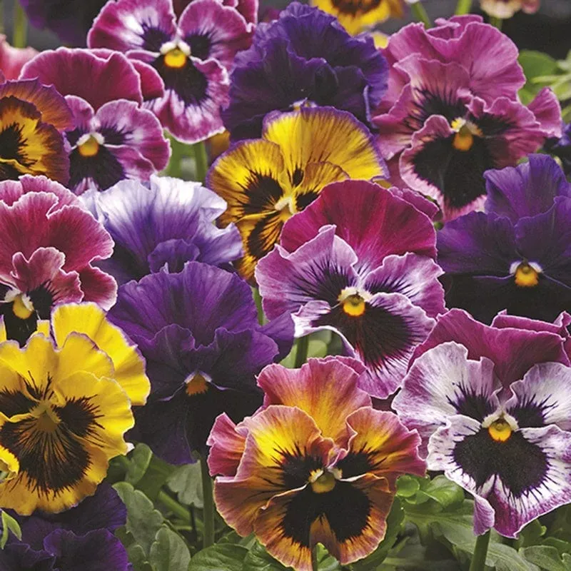 World Botanics Pansy Fizzy Fruit Salad F1 viooltjes 15 stuks gemengd
