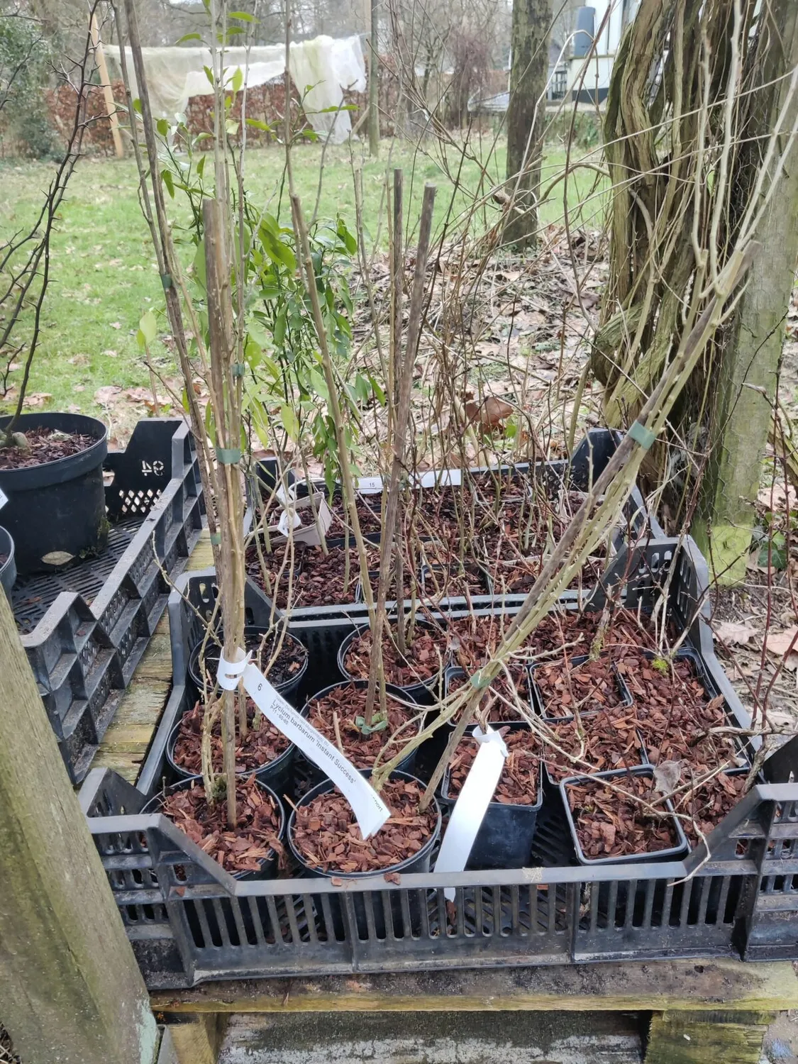 MergenMetz Boksdoorn Lycium barbarum Instant Success plant