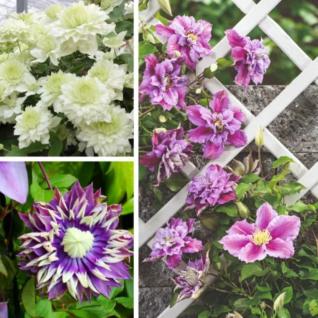 World Botanics Clematis Double Flower klimplant 3x 9cm pot dubbel