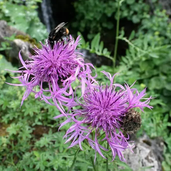 MediGran Centaurea scabiosa Grote centaurie zaden inheems