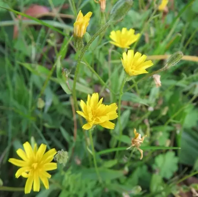 MediGran Crepis biennis zaden groot streepzaad