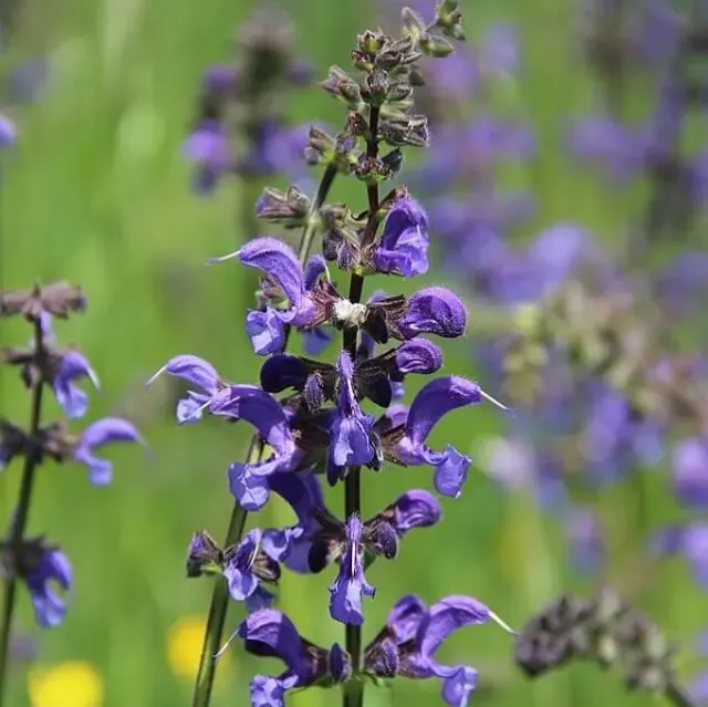 MediGran Salvia pratensis zaden veldsalie inheems