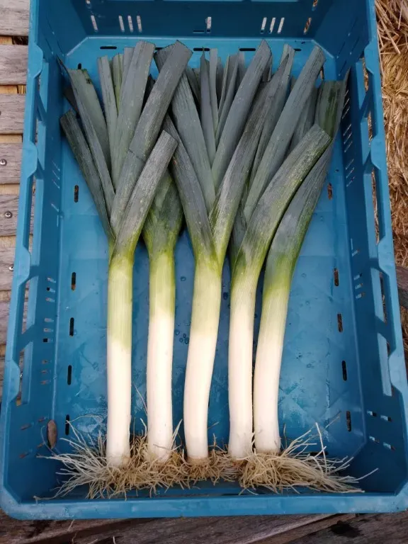 Vitale Rassen Prei blauwgroene winter zaden onbespoten