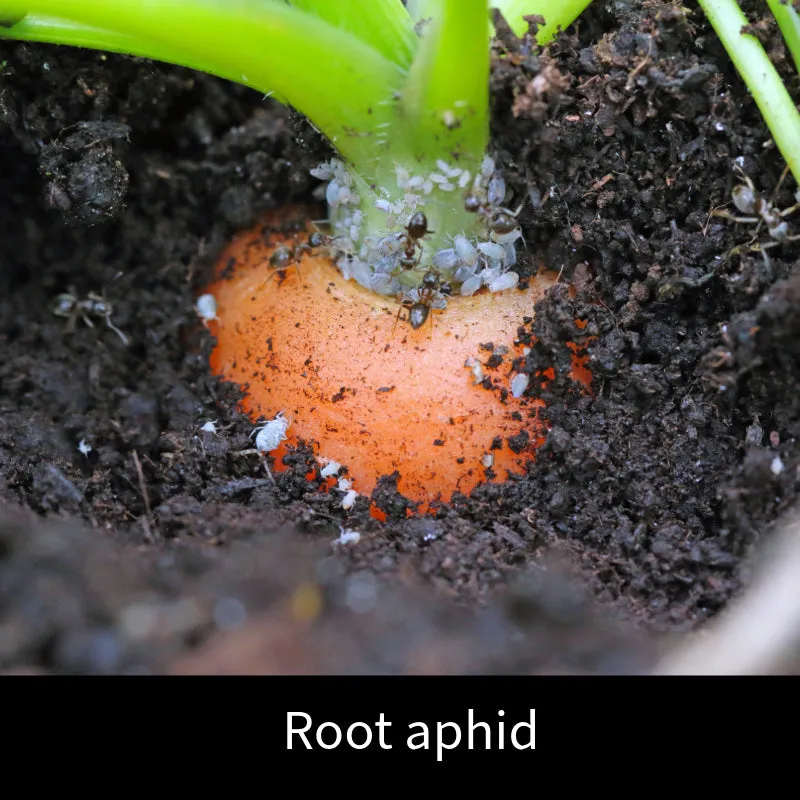 World Botanics Nematode Fruit Veg aaltjes 60m² biologisch