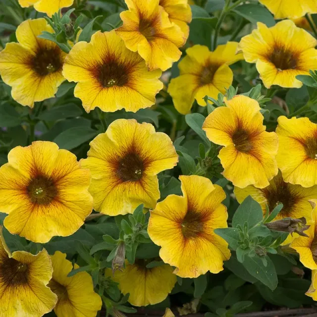 World Botanics Beautical Caramel Yellow petchoa 5 planten