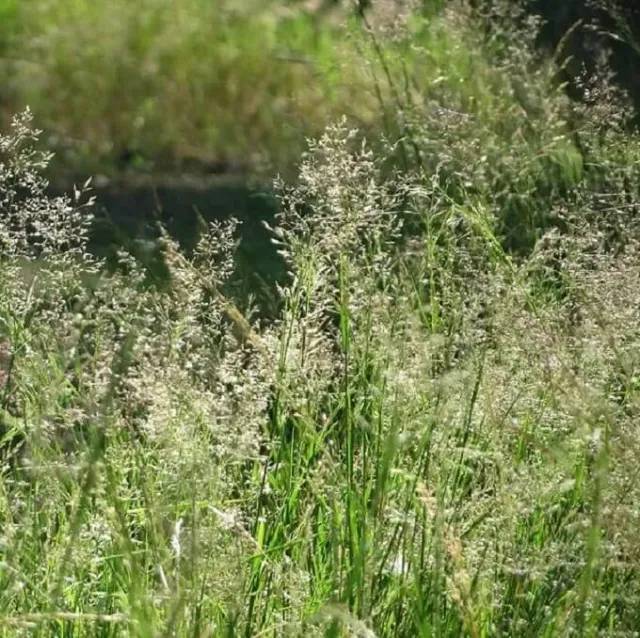 MediGran Agrostis capillaris Struisgras zaden grasland