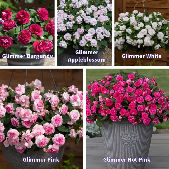 World Botanics Glimmer impatiens jonge planten 5 stuks schaduw