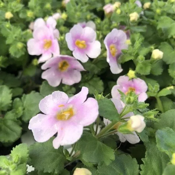 World Botanics Pink Shine bacopa jonge planten 15 roze