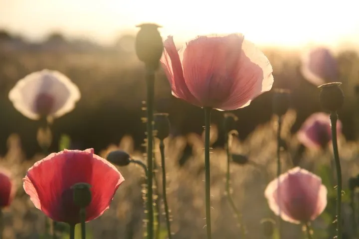 Vitale Rassen Papaver zaden onbespoten weidebloem