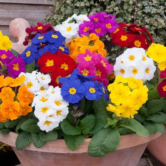 World Botanics Crescendo Mixed F1 perkplanten 15 stuks gemengd