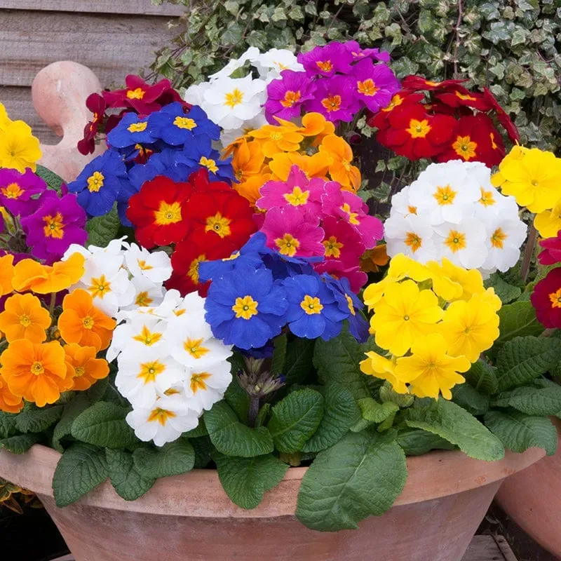 World Botanics Crescendo Mixed F1 perkplanten 15 stuks gemengd