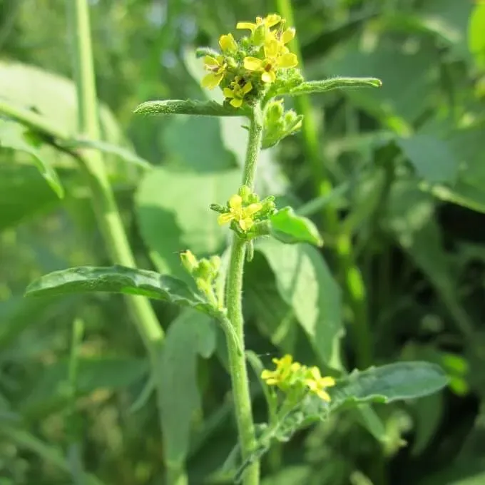 MediGran Zwarte Mosterd Brassica Nigra zaden onbespoten