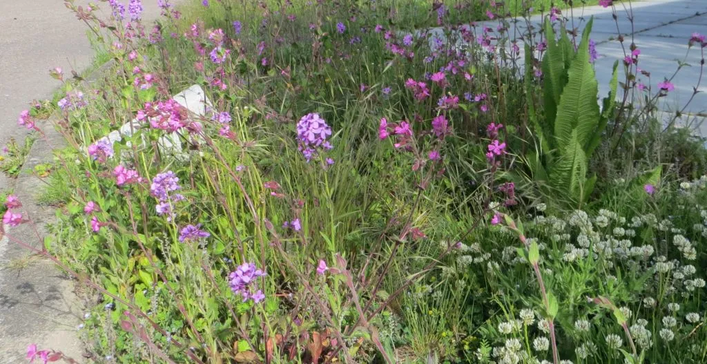 MediGran Schaduwflora HV-47 zaden vochtige schaduw