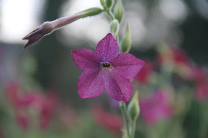 Vitale Rassen Siertabak bloemzaden onbespoten