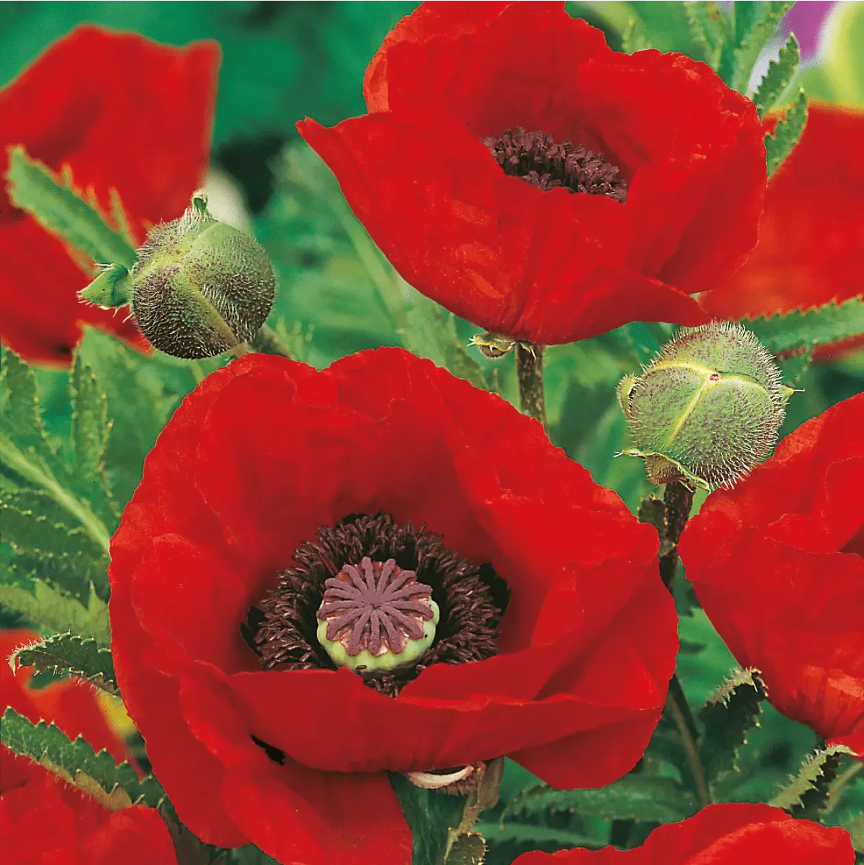 World Botanics Poppy Oriental Brilliant bloemzaden rood-oranje