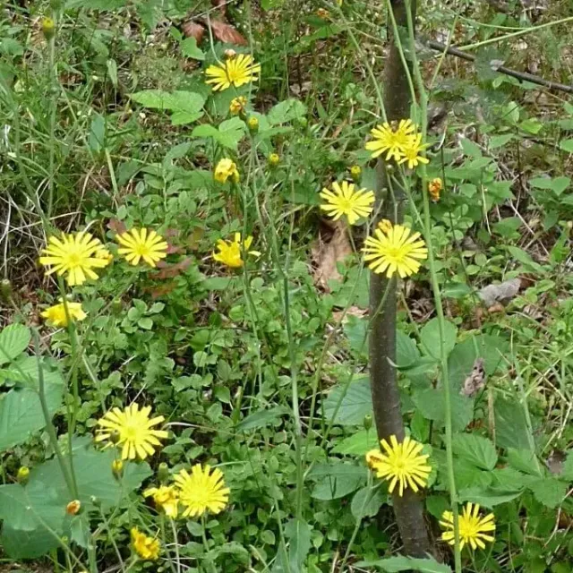 MediGran Hieracium Tridentata Stijf havikskruid zaden
