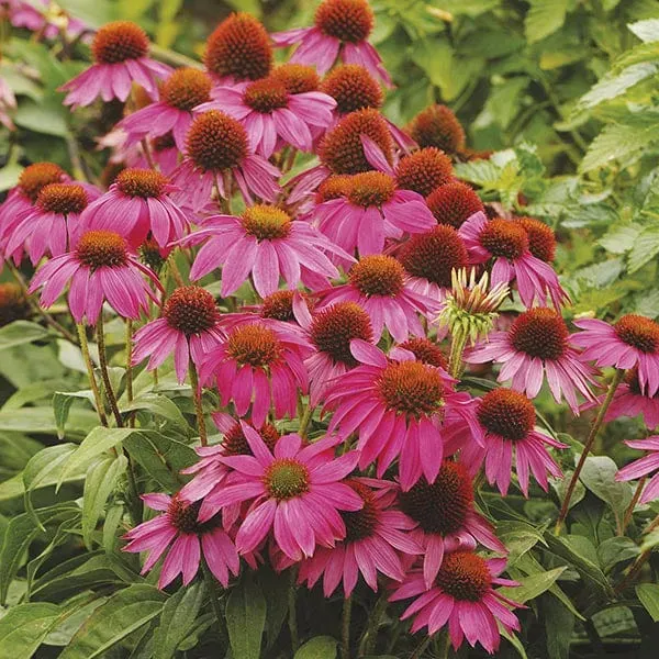 World Botanics Echinacea PowWow Wild Berry 5 jonge planten