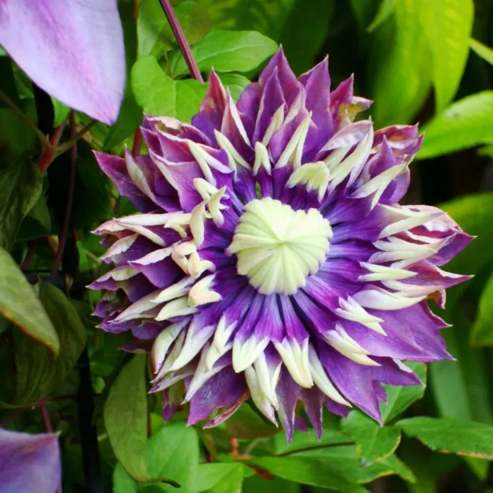 World Botanics Taiga clematis klimplant 9 cm pot