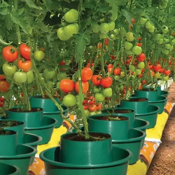 World Botanics Growpot Tomato kweekpotten 3 stuks